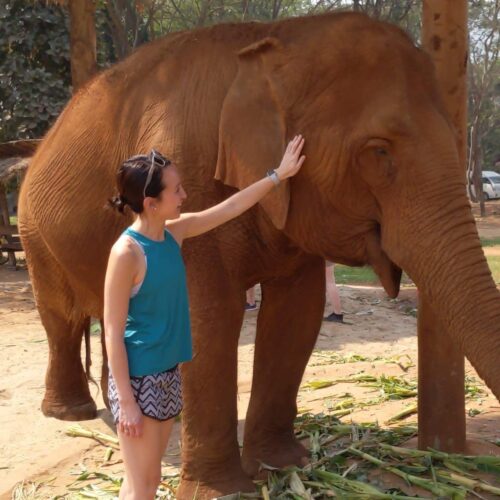 Laura, Virayo's Executive Admin, meeting an elephant